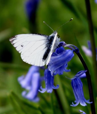 308 SMALL WHITE.jpg